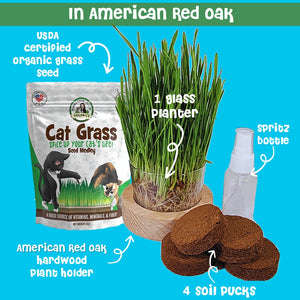 Cat grass in rescued American red oak