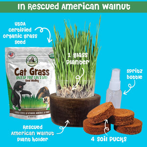 Cat grass in rescued American walnut