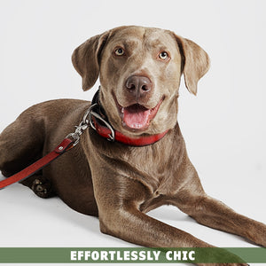leather-dog-collar-red-toe-beans-2