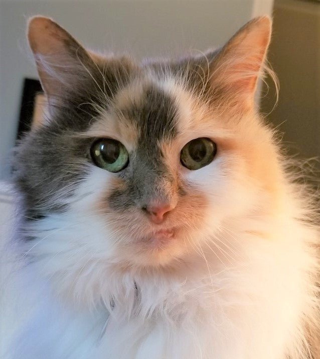 Old Cat Dental Issues – What Experience Has Taught Us by toe beans