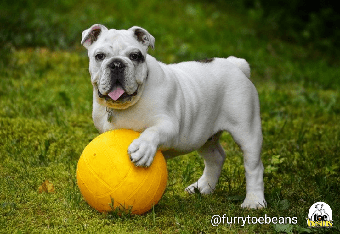Dog Adoptions: 5 Grooming Considerations Before Adopting a New Pup by toe beans