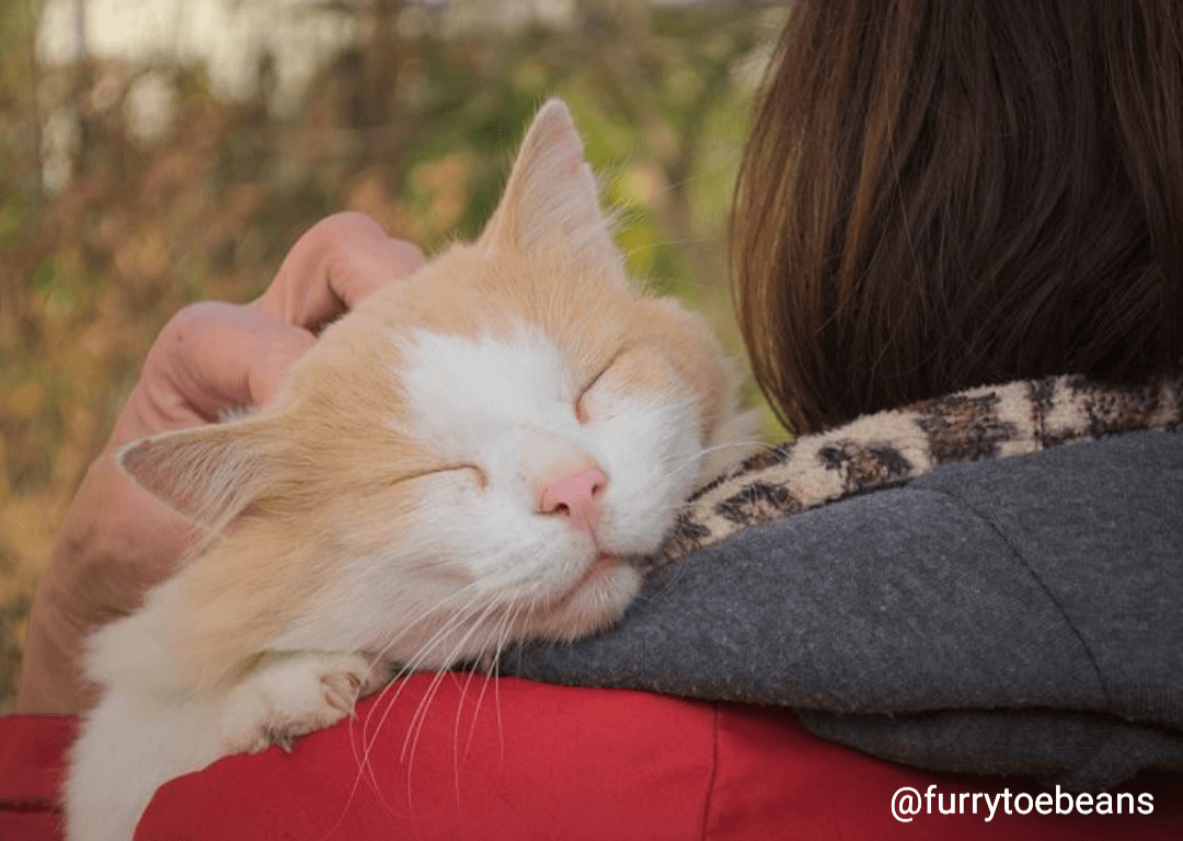 Emotional Support Animals: What They Are and How They Help by toe beans