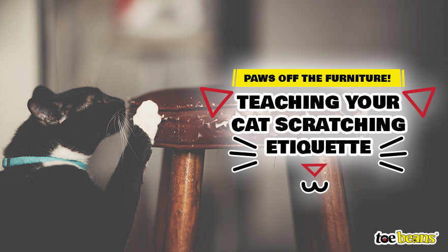 Paws Off the Furniture! Teaching Your Cat Scratching Etiquette by toe beans