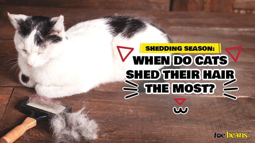 Shedding Season: When Do Cats Shed Their Hair the Most? by toe beans