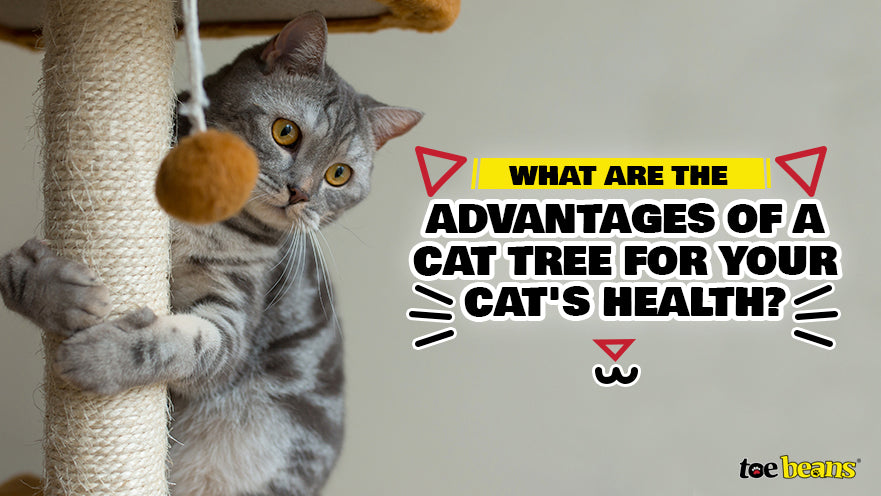 What Are the Advantages of a Cat Tree for Your Cat's Health? by toe beans