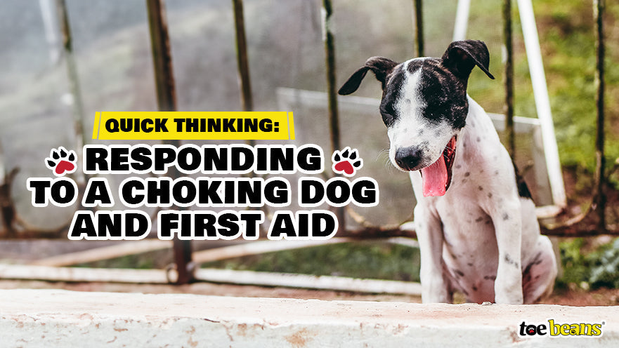 Quick Thinking: Responding to a Choking Dog and First Aid by toe beans