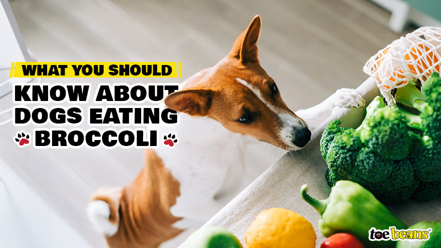 What You Should Know About Dogs Eating Broccoli