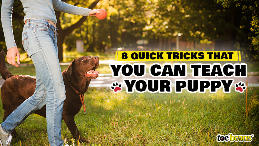 8 Quick Tricks That You Can Teach Your Puppy by toe beans