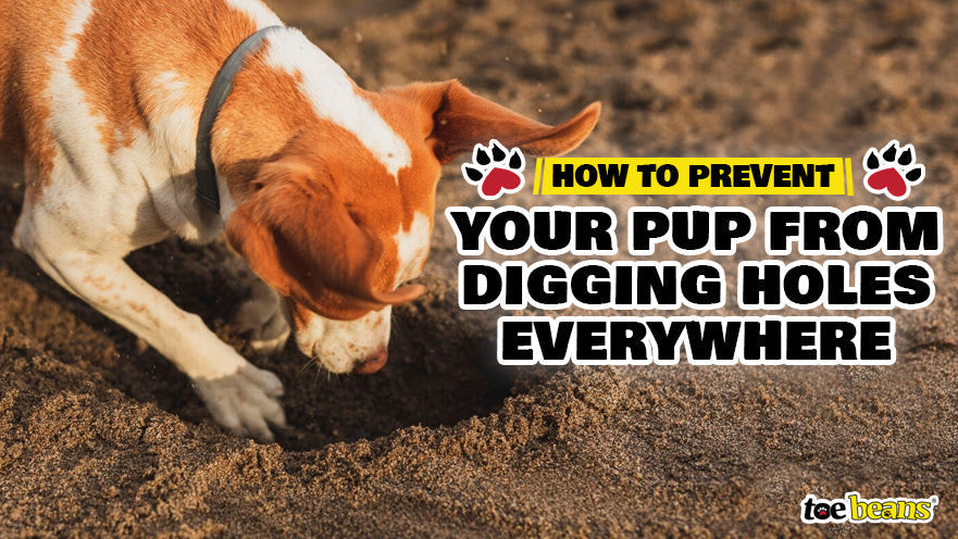 How to Prevent Your Pup from Digging Holes Everywhere by toe beans