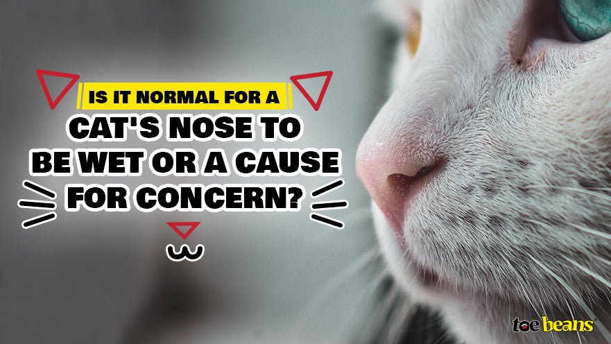 Is It Normal For a Cat's Nose to Be Wet or a Cause For Concern? by toe beans
