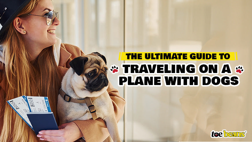 The Ultimate Guide to Traveling on a Plane with Dogs by toe beans