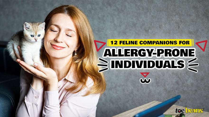12 Feline Companions for Allergy-Prone Individuals by toe beans