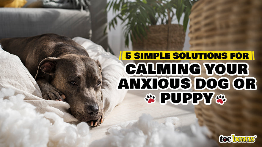 5 Simple Solutions for Calming Your Anxious Dog or Puppy by toe beans
