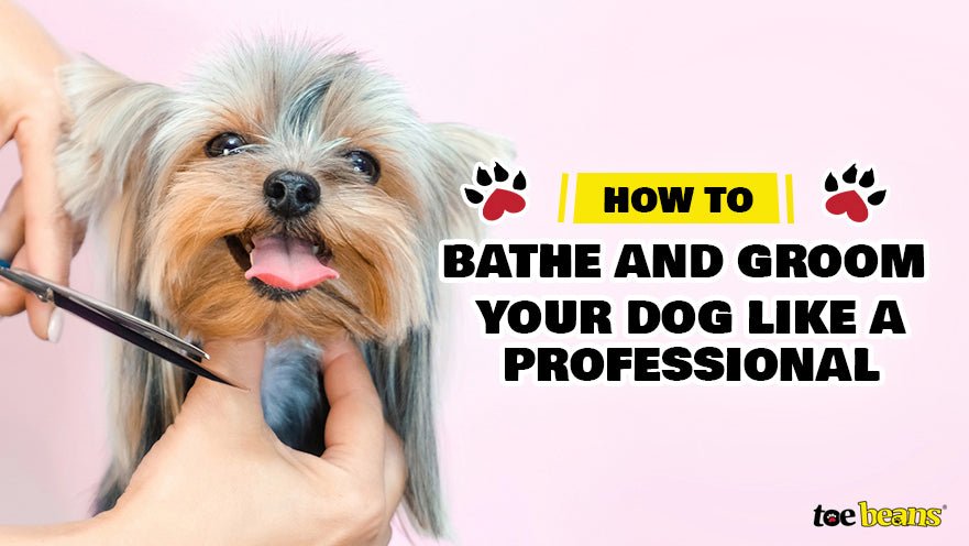 How to Bathe and Groom Your Dog Like a Professional by toe beans