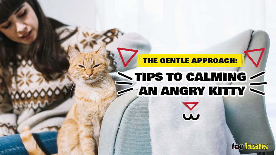 The Gentle Approach: Tips for Calming an Angry Kitty by toe beans