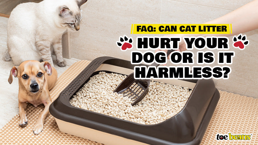 FAQ: Can Cat Litter Hurt Your Dog or Is It Harmless? by toe beans