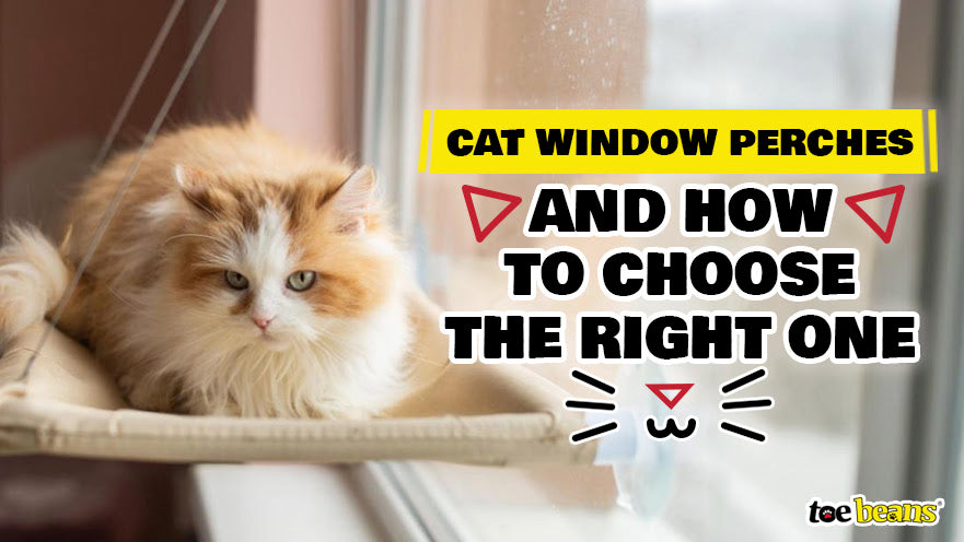 Cat Window Perches and How to Choose the Right One by toe beans