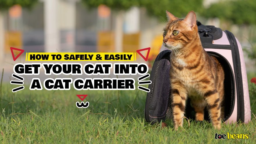 How to Safely and Easily Get Your Cat into a Cat Carrier by toe beans