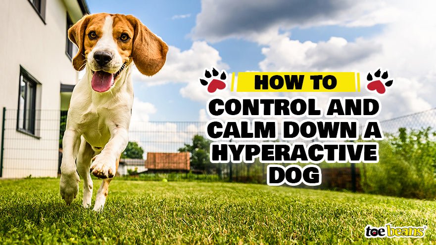 How to Control and Calm Down a Hyperactive Dog by toe beans