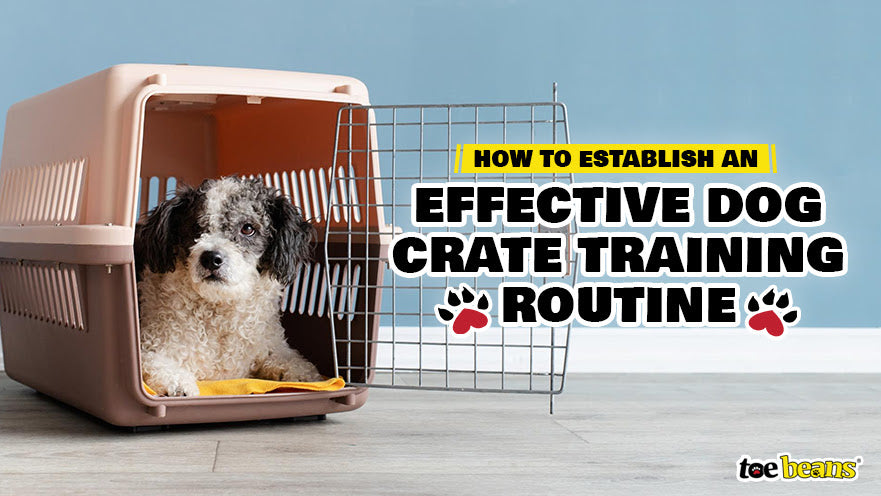How to Establish an Effective Dog Crate Training Routine by toe beans