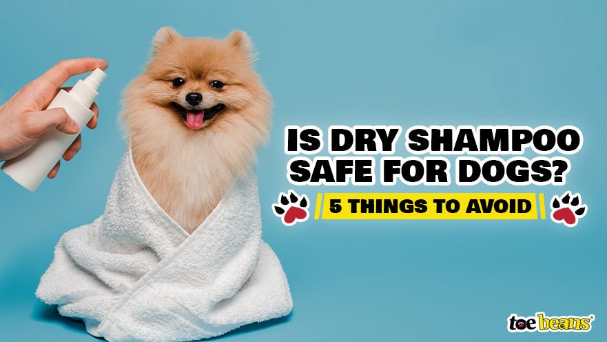 Is Dry Shampoo Safe for Dogs? 5 Things to Avoid by toe beans