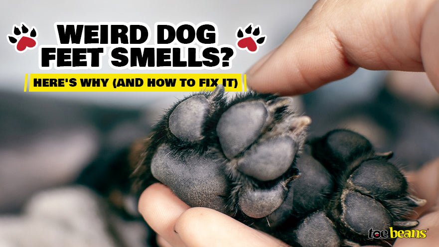 Weird Dog Feet Smells? Here's Why (and How to Fix It) by toe beans