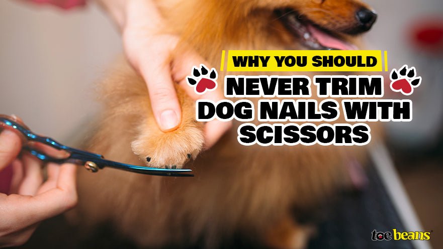 Why You Should Never Trim Dog Nails with Scissors by toe beans