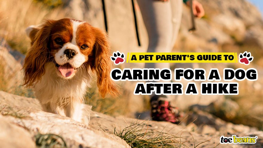 Caring for a Dog After a Hike by toe beans