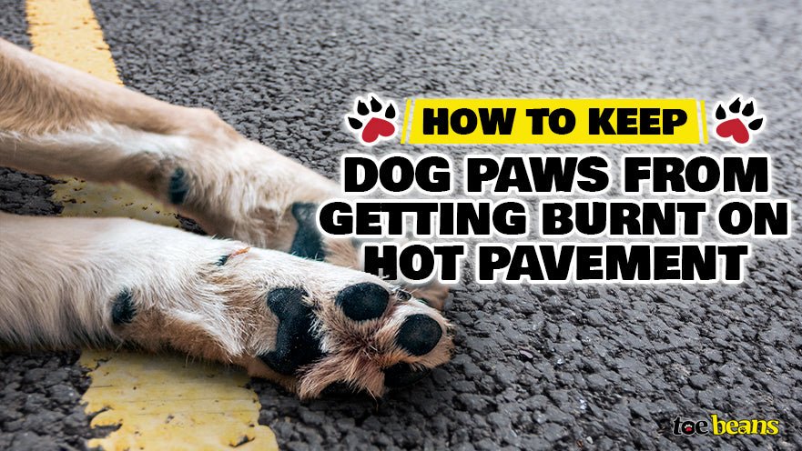 How to Keep Dog Paws from Getting Burnt on Hot Pavement by toe beans