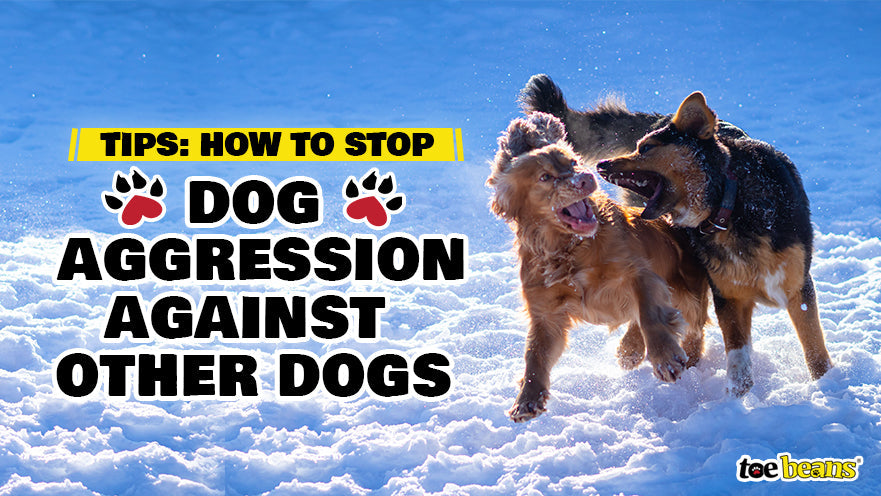 Tips: How to Stop Dog Aggression Against Other Dogs by toe beans