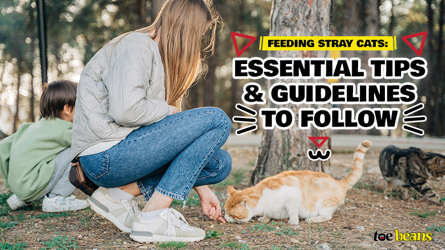 Feeding Stray Cats: Essential Tips and Guidelines to Follow by toe beans