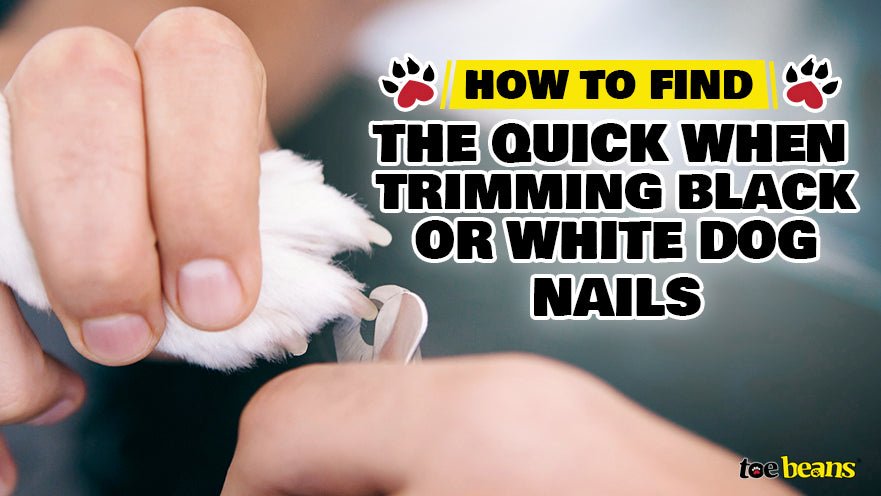 How to Find the Quick When Trimming Black or White Dog Nails by toe beans