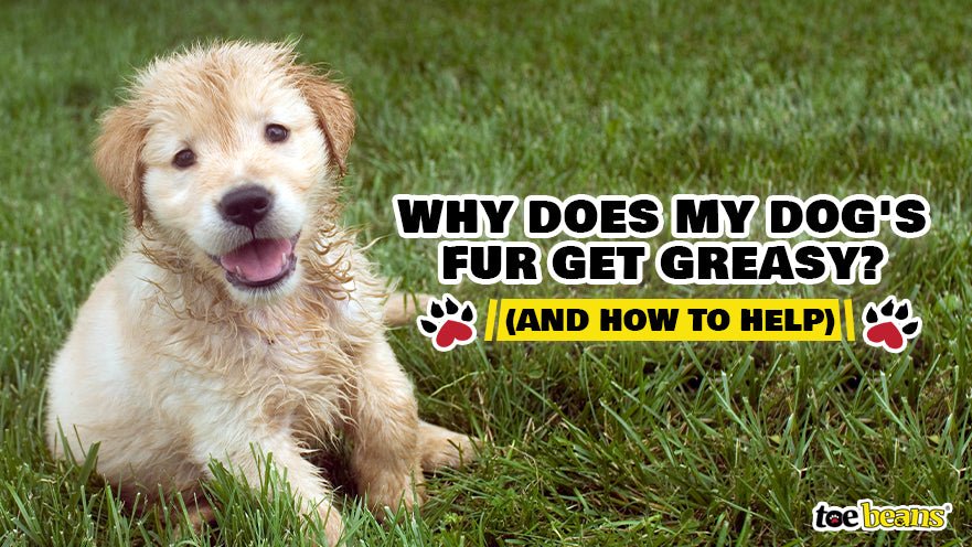 Why Does My Dog's Fur Get Greasy? by toe beans