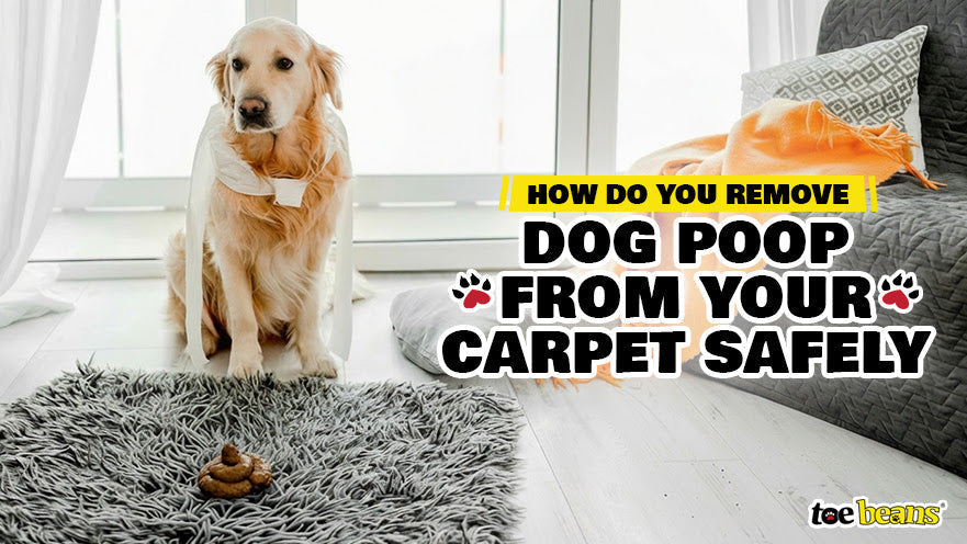 How Do You Remove Dog Poop from Your Carpet Safely