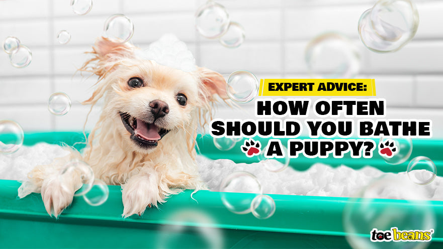 Expert Advice: How Often Should You Bathe a Puppy? by toe beans
