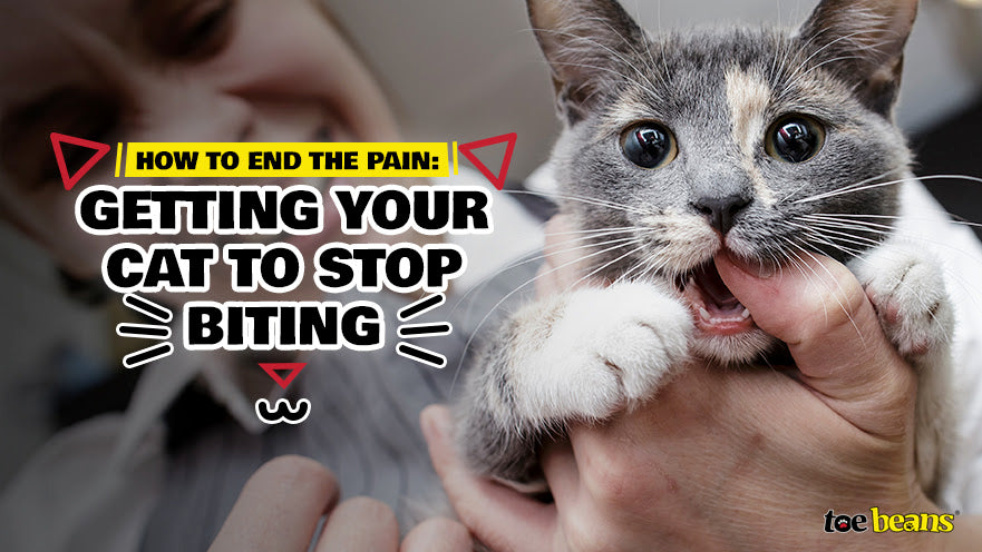 Getting your dog to stop biting by toe beans