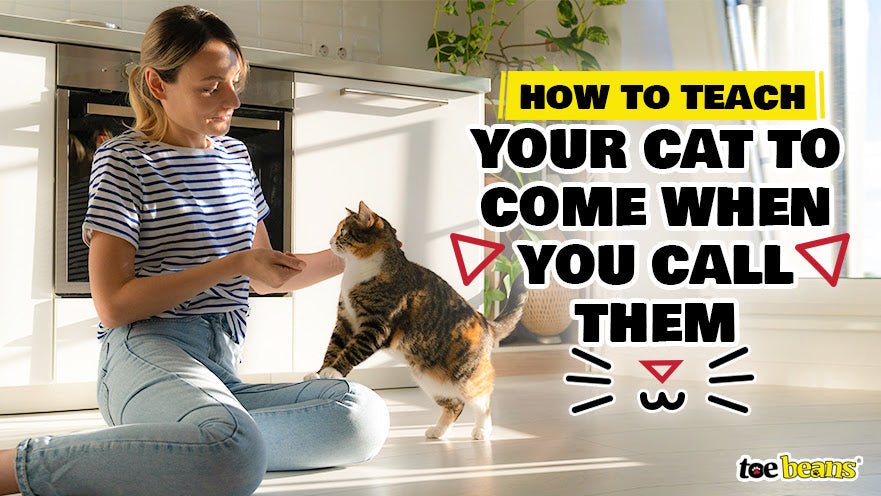 How to Teach Your Cat to Come When You Call Them