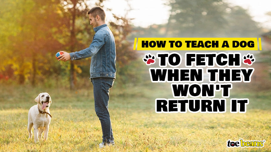 How to Teach a Dog to Fetch When They Won't Return It