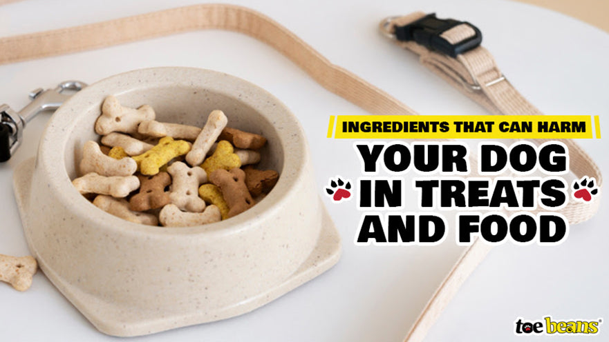 Ingredients That Can Harm Your Dog in Treats and Food