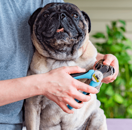 Dog Nail Care: The Dos and Don’ts of Claw Clipping by toe beans