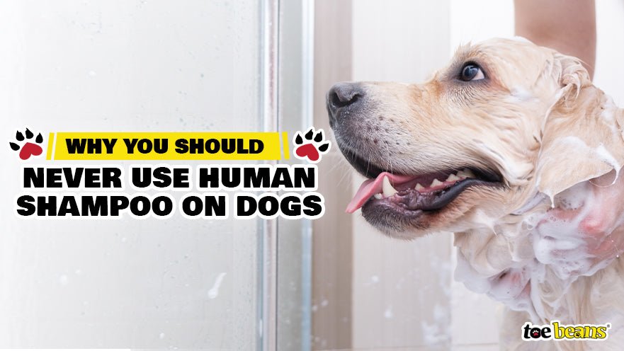 Why You Should Never Use Human Shampoo on Dogs by toe beans