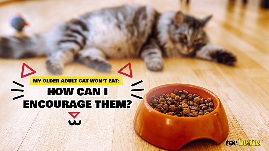 My Older Adult Cat Won't Eat: How Can I Encourage Them? by toe beans