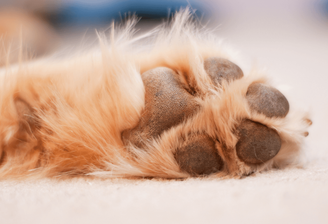 Dog Paw Balms: How to Buy Safe and Non-Toxic Dog Balms by toe beans