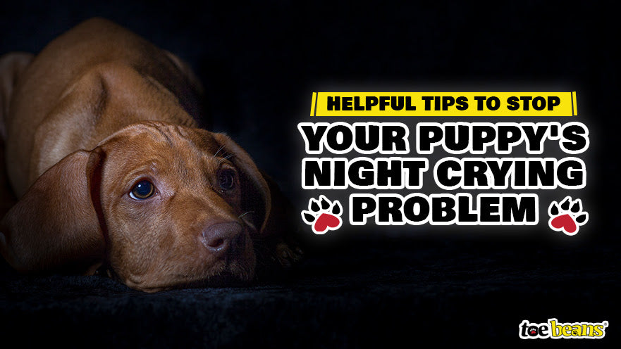 Helpful Tips to Stop Your Puppy's Night Crying Problem by toe beans
