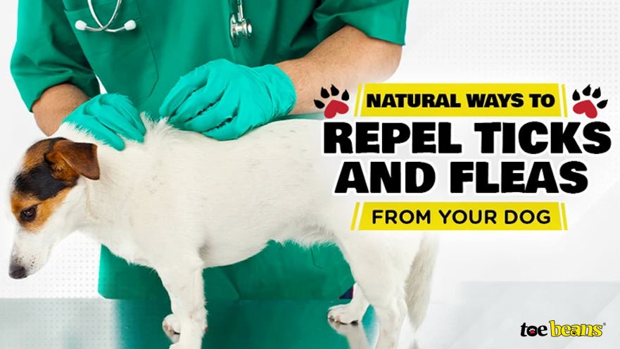 DIY Guide: Natural Ways to Repel Ticks and Fleas from Your Dog by toe beans