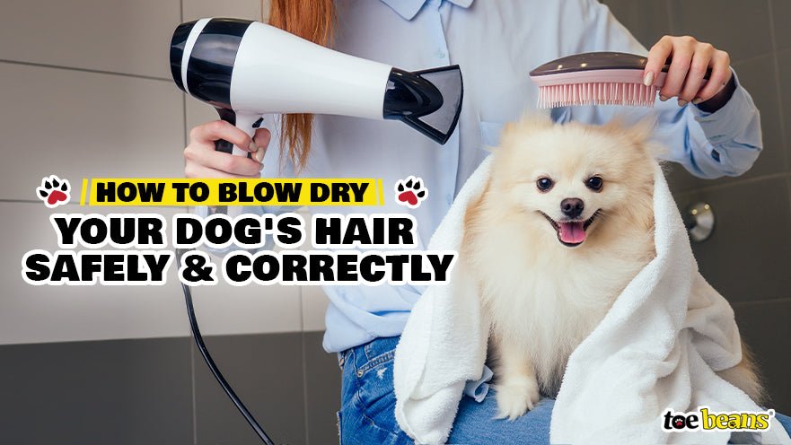 How to Blow Dry Your Dog's Hair Safely and Correctly by toe beans