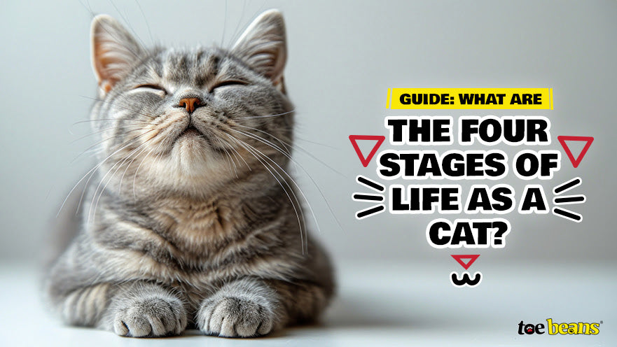 Guide: What Are the Four Stages of Life as a Cat? by toe beans