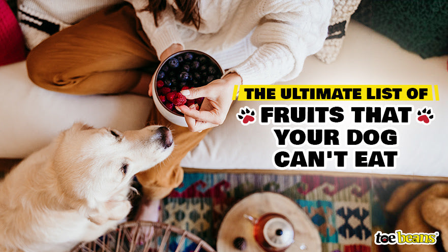 Guide: The Ultimate List of Fruits That Your Dog Can't Eat