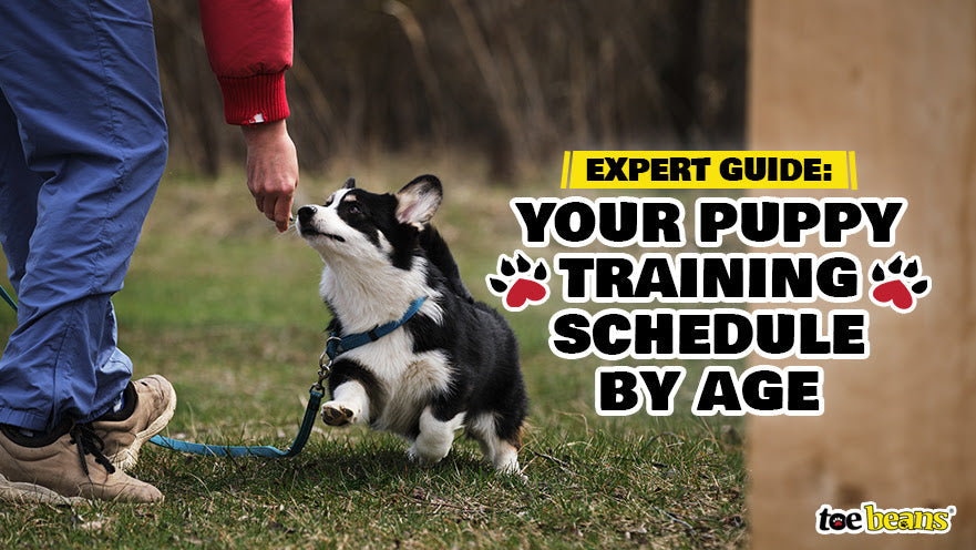 Expert Guide: Your Puppy Training Schedule by Age by toe beans