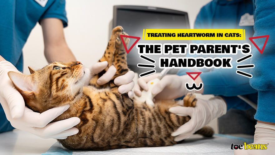 Treating Heartworm in Cats: The Pet Parent's Handbook